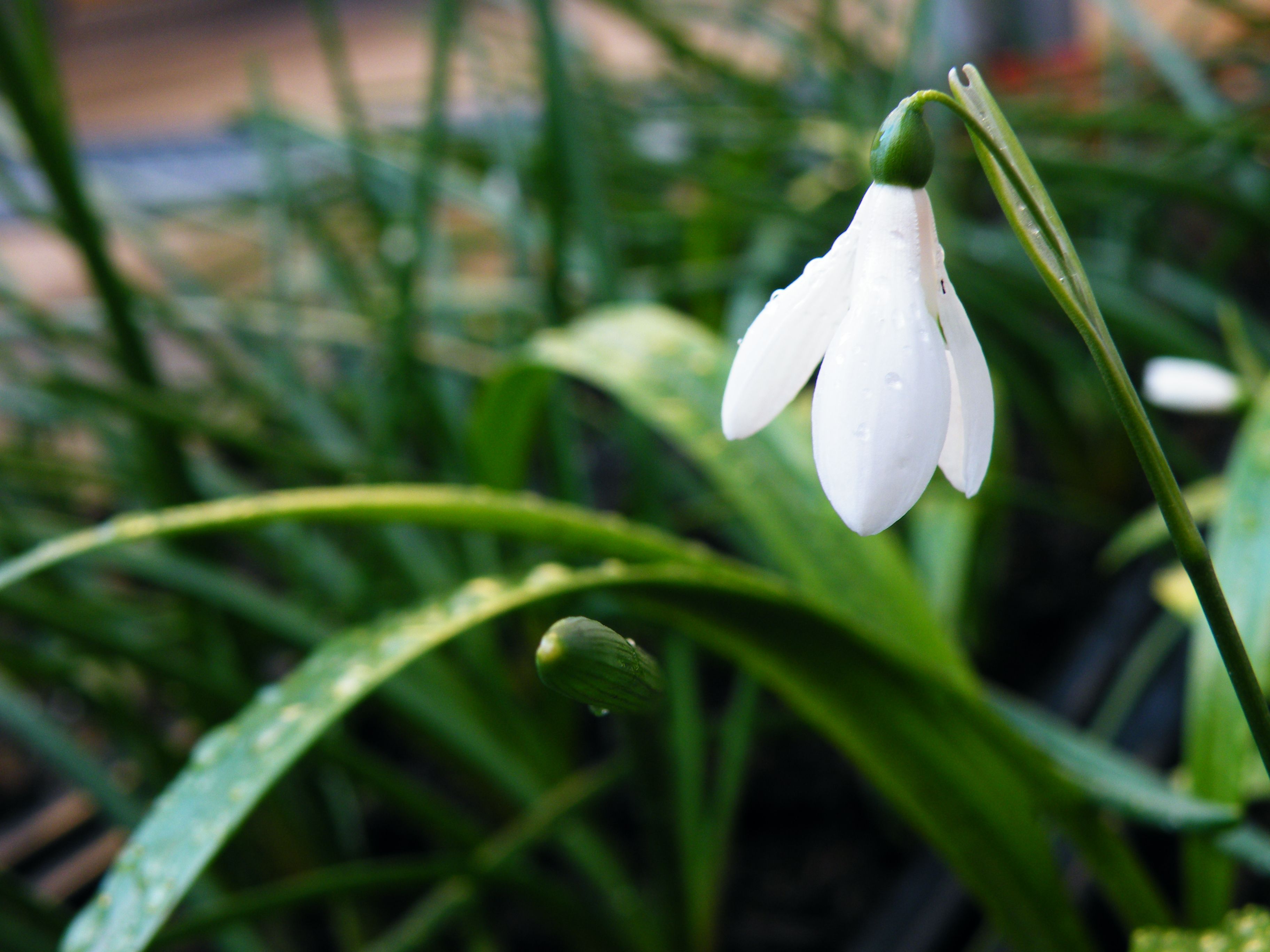 snow drop 1439006 12283626